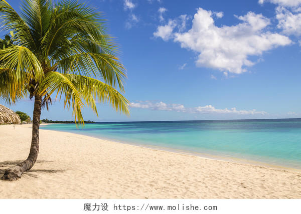 异国情调的沙滩棕榈树和椰子